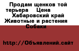 Продам щенков той-терьера. › Цена ­ 8 000 - Хабаровский край Животные и растения » Собаки   